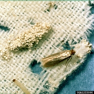Life stages of the clothing moth: eggs, larvae and adult moth. From USDA Cooperative Extension Slide Series.